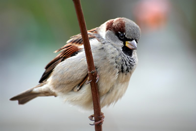 Picture courtesy of: http://birdsofbritain.co.uk/bird-guide/house-sparrow.asp